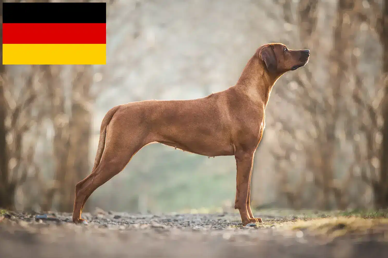 Read more about the article Rhodesian Ridgeback breeders and puppies in Germany