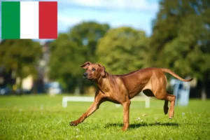 Read more about the article Rhodesian Ridgeback breeders and puppies in Italy