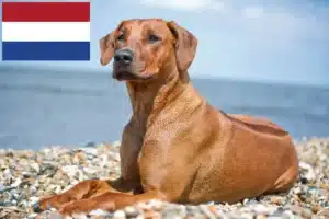 Read more about the article Rhodesian Ridgeback breeders and puppies in the Netherlands