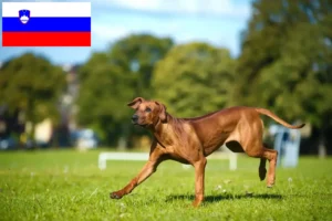 Read more about the article Rhodesian Ridgeback breeders and puppies in Slovenia