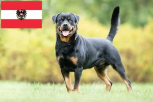 Read more about the article Rottweiler breeders and puppies in Austria