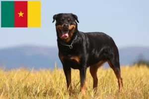 Read more about the article Rottweiler breeders and puppies in Cameroon