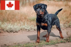 Read more about the article Rottweiler breeders and puppies in Canada