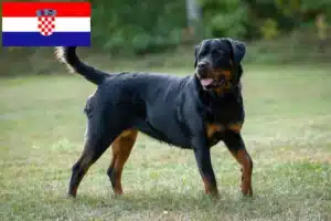 Read more about the article Rottweiler breeders and puppies in Croatia