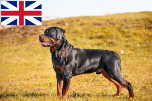 Read more about the article Rottweiler breeders and puppies in Great Britain