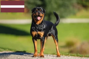 Read more about the article Rottweiler breeders and puppies in Latvia