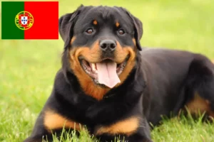 Read more about the article Rottweiler breeders and puppies in Portugal