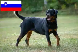 Read more about the article Rottweiler breeders and puppies in Slovenia