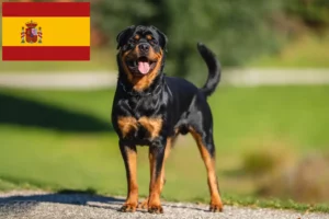 Read more about the article Rottweiler breeders and puppies in Spain