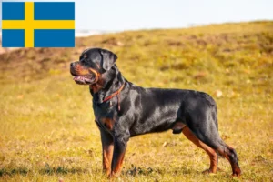 Read more about the article Rottweiler breeders and puppies in Sweden