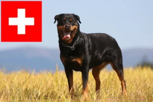 Read more about the article Rottweiler breeders and puppies in Switzerland