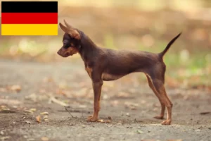 Read more about the article Russkiy Toy breeders and puppies in Germany