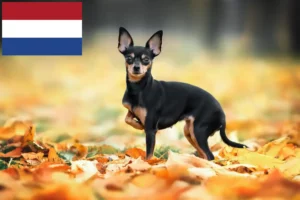 Read more about the article Russkiy Toy breeders and puppies in the Netherlands