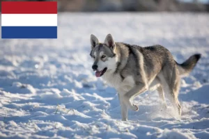 Read more about the article Saarloos wolfhound breeders and puppies in the Netherlands