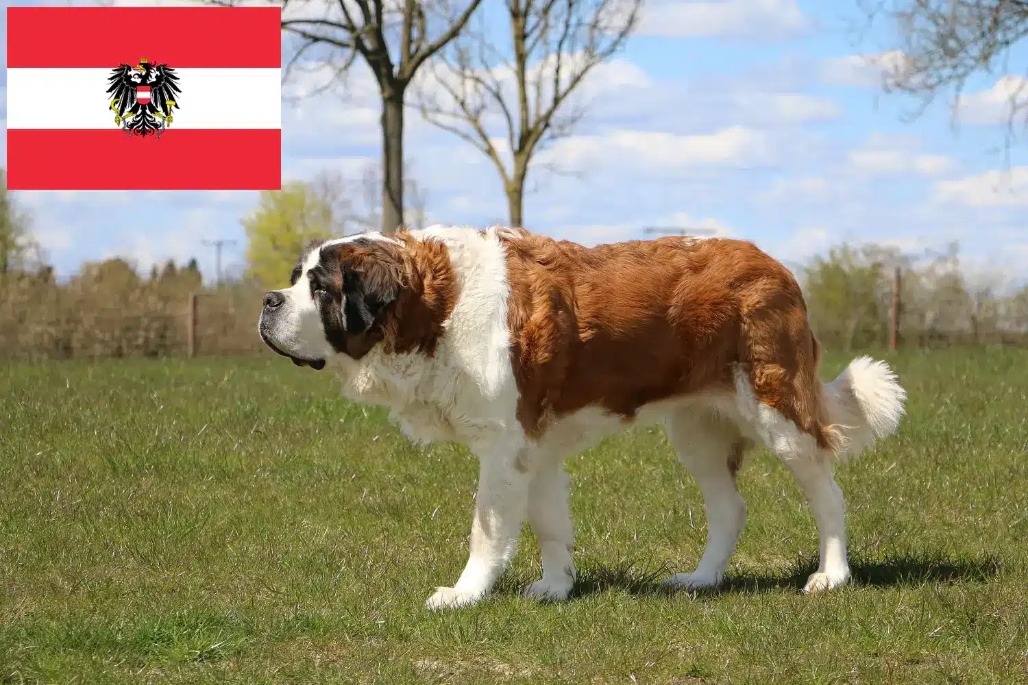 Read more about the article Saint Bernard breeders and puppies in Austria