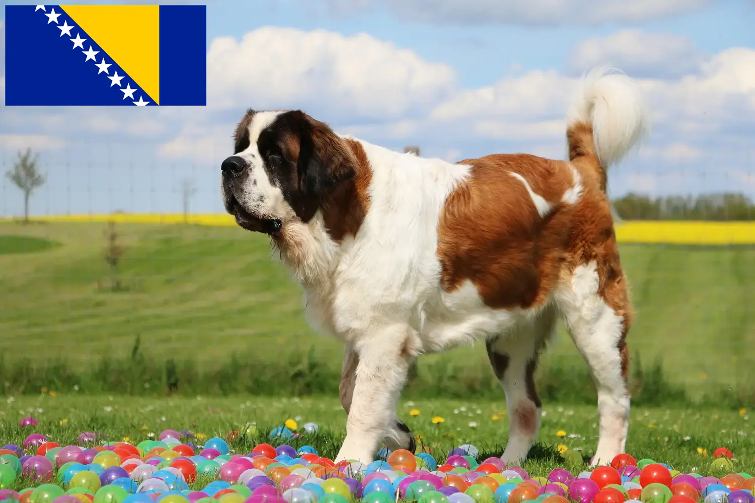 Read more about the article St. Bernard breeders and puppies in Bosnia and Herzegovina