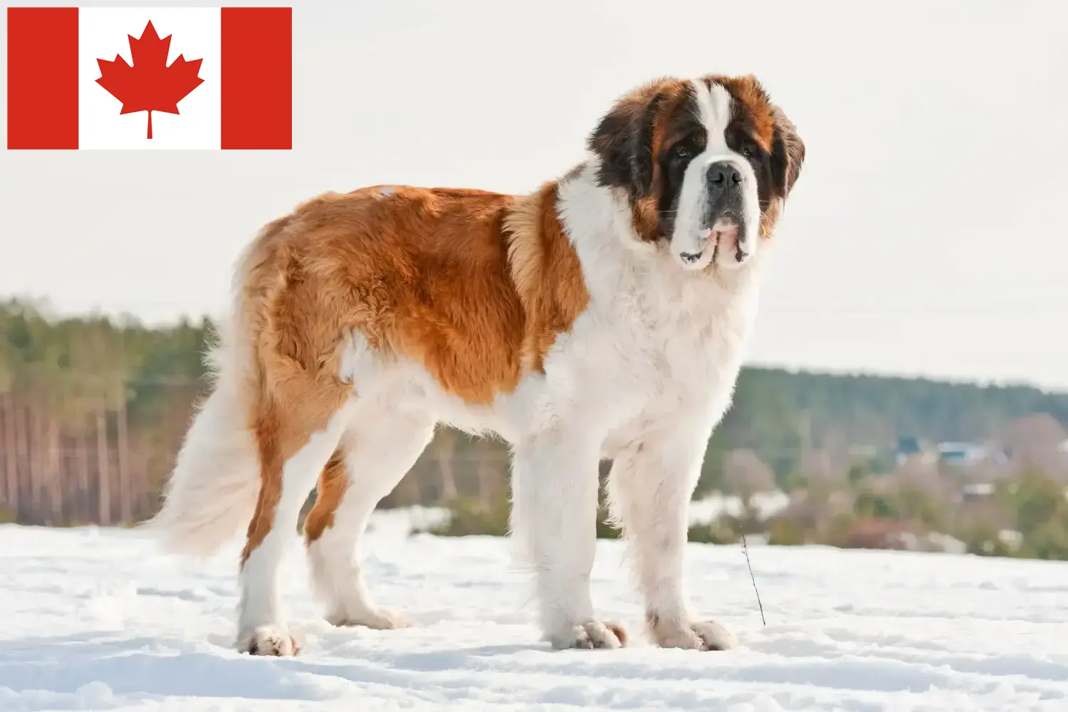 Read more about the article St. Bernard breeders and puppies in Canada