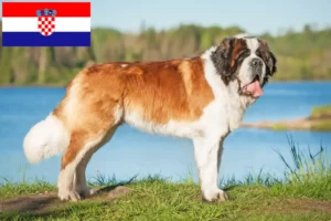 Read more about the article St. Bernard breeders and puppies in Croatia