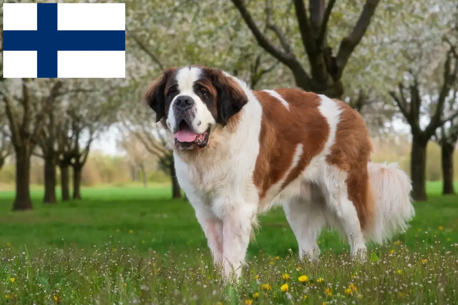 Read more about the article St. Bernard breeders and puppies in Finland