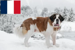 Read more about the article Saint Bernard breeders and puppies in France