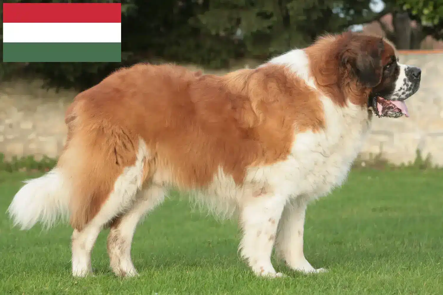 Read more about the article Saint Bernard breeders and puppies in Hungary