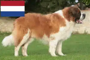 Read more about the article Saint Bernard breeders and puppies in the Netherlands