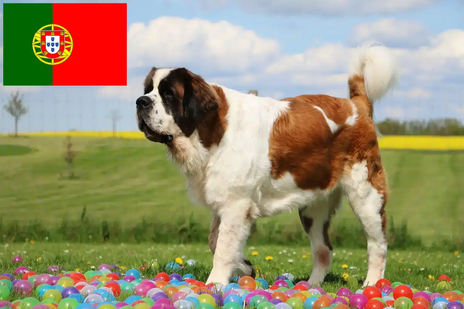 Read more about the article Saint Bernard breeders and puppies in Portugal