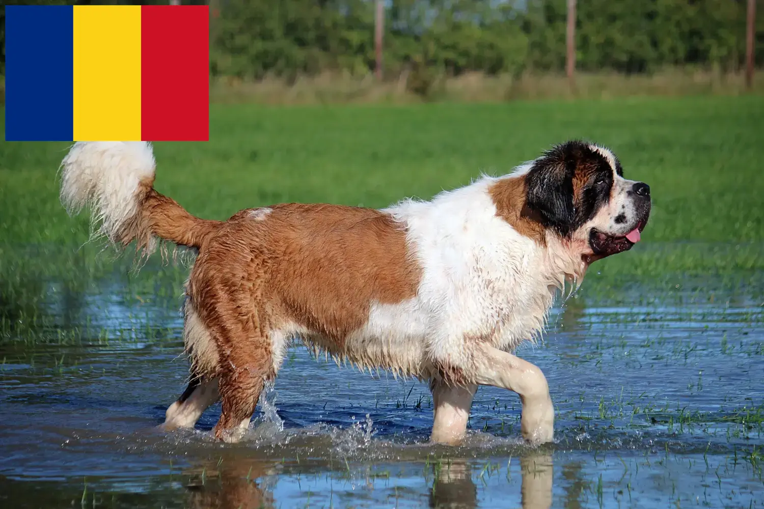 Read more about the article Saint Bernard breeders and puppies in Romania