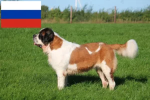 Read more about the article Saint Bernard breeders and puppies in Russia