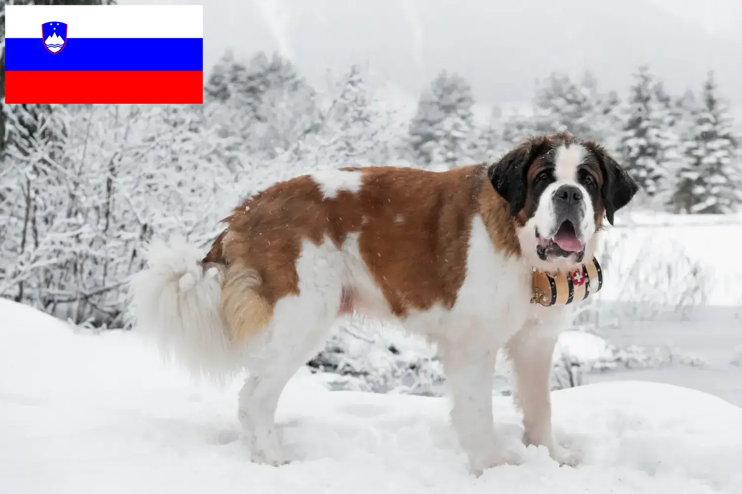 Read more about the article Saint Bernard breeders and puppies in Slovenia