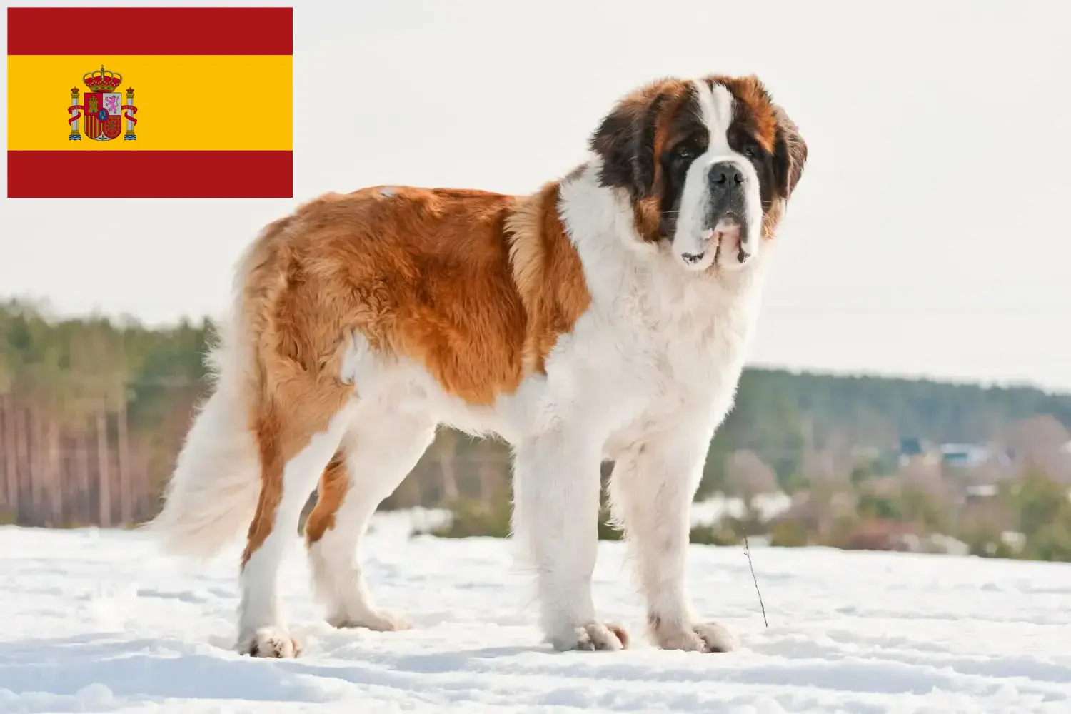 Read more about the article Saint Bernard breeders and puppies in Spain