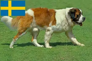 Read more about the article Saint Bernard breeders and puppies in Sweden