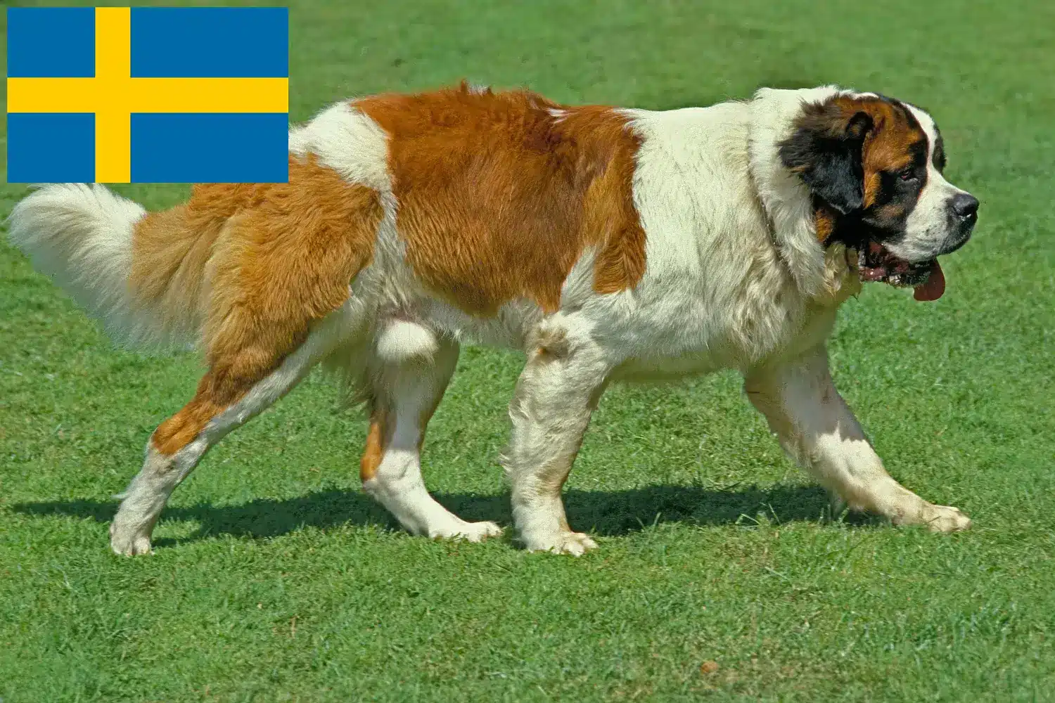 Read more about the article Saint Bernard breeders and puppies in Sweden