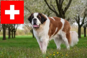 Read more about the article Saint Bernard breeders and puppies in Switzerland