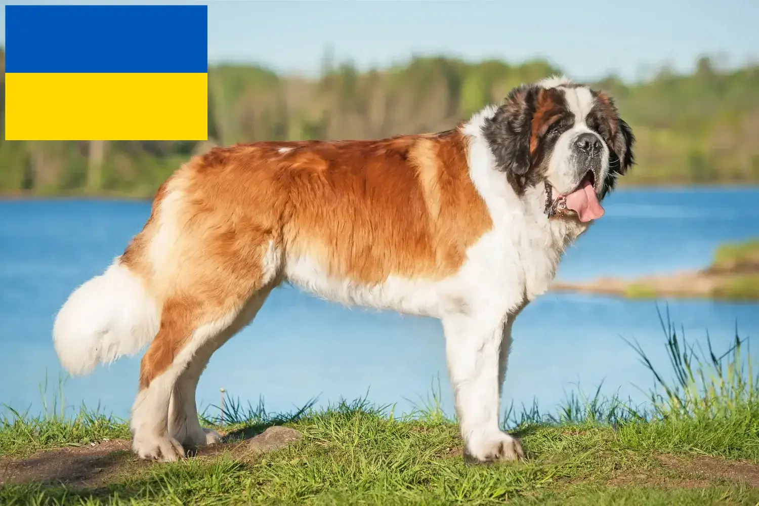 Read more about the article Saint Bernard breeders and puppies in Ukraine