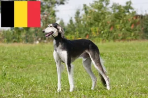 Read more about the article Saluki breeders and puppies in Belgium