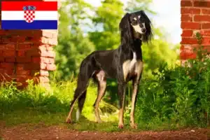 Read more about the article Saluki breeders and puppies in Croatia