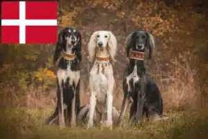 Read more about the article Saluki breeders and puppies in Denmark