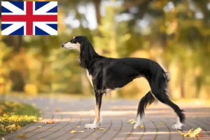 Read more about the article Saluki breeders and puppies in Great Britain