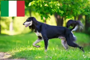 Read more about the article Saluki breeders and puppies in Italy