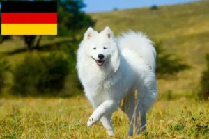 Read more about the article Samoyed breeders and puppies in Germany