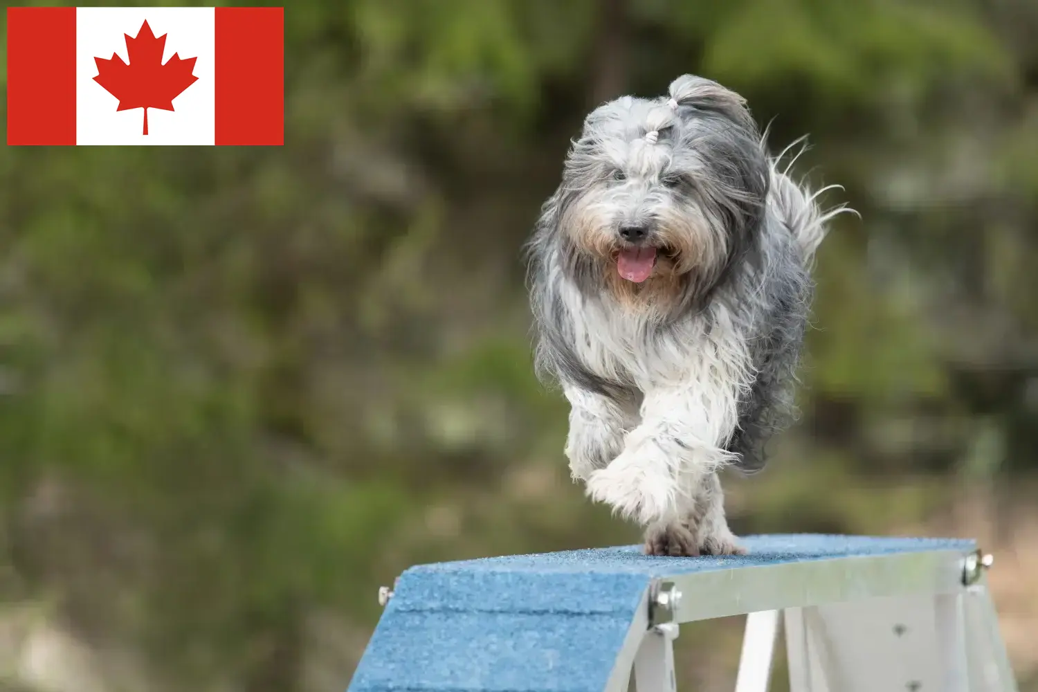 Read more about the article Schapendoes breeders and puppies in Canada