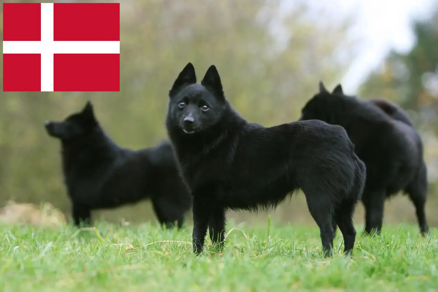 Read more about the article Schipperke breeders and puppies in Denmark