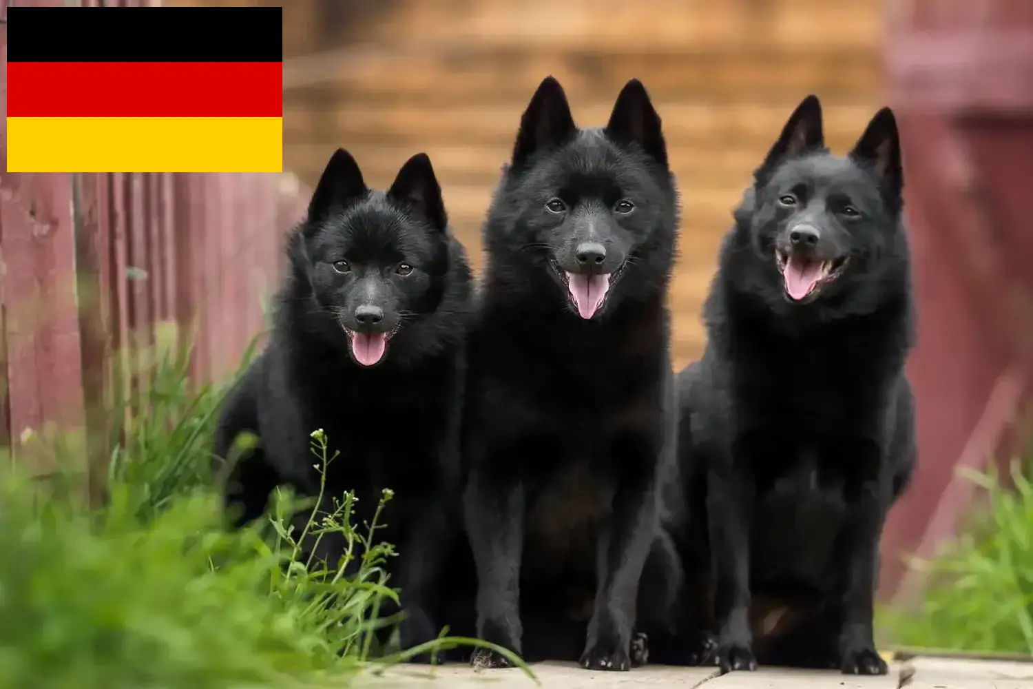 Read more about the article Schipperke breeders and puppies in Germany