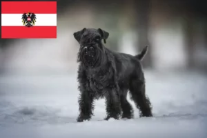 Read more about the article Schnauzer breeders and puppies in Austria