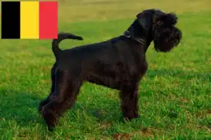 Read more about the article Schnauzer breeders and puppies in Belgium