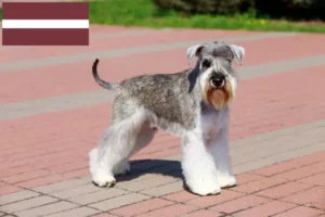 Read more about the article Schnauzer breeders and puppies in Latvia