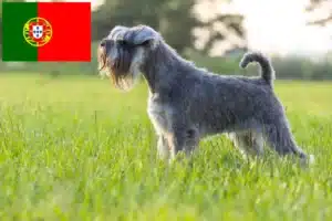 Read more about the article Schnauzer breeders and puppies in Portugal