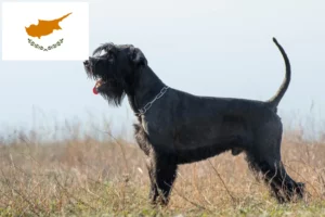 Read more about the article Schnauzer breeders and puppies in Cyprus