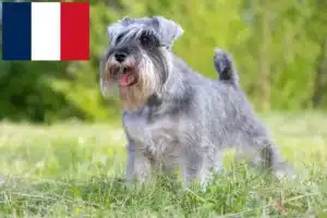 Read more about the article Schnauzer breeders and puppies on Réunion